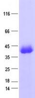 ZNF187 Protein