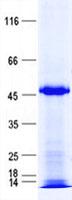 ZNF193 Protein