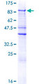 ZNF205 Protein - 12.5% SDS-PAGE of human ZNF205 stained with Coomassie Blue