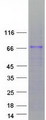ZNF205 Protein - Purified recombinant protein ZNF205 was analyzed by SDS-PAGE gel and Coomassie Blue Staining