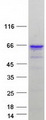 ZNF207 Protein - Purified recombinant protein ZNF207 was analyzed by SDS-PAGE gel and Coomassie Blue Staining