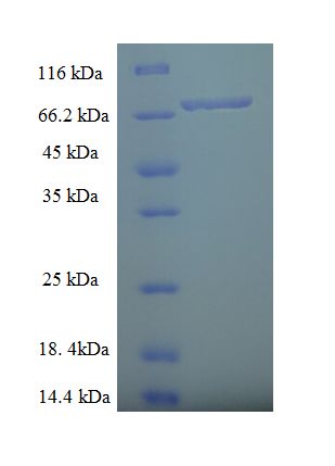 ZNF212 Protein