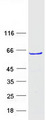 ZNF213 Protein - Purified recombinant protein ZNF213 was analyzed by SDS-PAGE gel and Coomassie Blue Staining