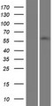ZNF215 Protein - Western validation with an anti-DDK antibody * L: Control HEK293 lysate R: Over-expression lysate