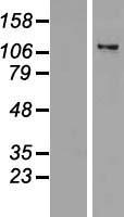 ZNF217 Protein - Western validation with an anti-DDK antibody * L: Control HEK293 lysate R: Over-expression lysate