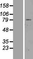 ZNF225 Protein - Western validation with an anti-DDK antibody * L: Control HEK293 lysate R: Over-expression lysate