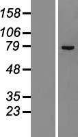 ZNF23 Protein - Western validation with an anti-DDK antibody * L: Control HEK293 lysate R: Over-expression lysate
