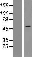 ZNF230 Protein - Western validation with an anti-DDK antibody * L: Control HEK293 lysate R: Over-expression lysate