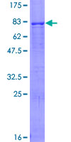 ZNF230 Protein - 12.5% SDS-PAGE of human ZNF230 stained with Coomassie Blue