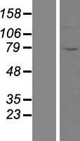 ZNF234 Protein - Western validation with an anti-DDK antibody * L: Control HEK293 lysate R: Over-expression lysate