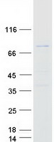 ZNF238 Protein - Purified recombinant protein ZBTB18 was analyzed by SDS-PAGE gel and Coomassie Blue Staining