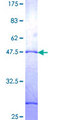 ZNF26 Protein - 12.5% SDS-PAGE of human ZNF26 stained with Coomassie Blue