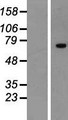 ZNF264 Protein - Western validation with an anti-DDK antibody * L: Control HEK293 lysate R: Over-expression lysate