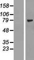 ZNF274 Protein - Western validation with an anti-DDK antibody * L: Control HEK293 lysate R: Over-expression lysate