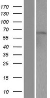ZNF280B Protein - Western validation with an anti-DDK antibody * L: Control HEK293 lysate R: Over-expression lysate