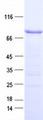 ZNF285 / ZNF285A Protein