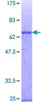 ZNF3 Protein - 12.5% SDS-PAGE of human ZNF3 stained with Coomassie Blue