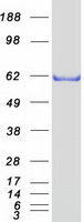 ZNF307 Protein - Purified recombinant protein ZKSCAN4 was analyzed by SDS-PAGE gel and Coomassie Blue Staining
