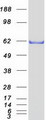 ZNF307 Protein - Purified recombinant protein ZKSCAN4 was analyzed by SDS-PAGE gel and Coomassie Blue Staining