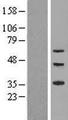 ZNF320 Protein - Western validation with an anti-DDK antibody * L: Control HEK293 lysate R: Over-expression lysate
