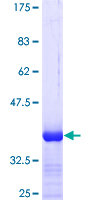 ZNF323 Protein