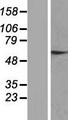 ZNF324 / ZF5128 Protein - Western validation with an anti-DDK antibody * L: Control HEK293 lysate R: Over-expression lysate