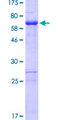 ZNF330 Protein - 12.5% SDS-PAGE of human ZNF330 stained with Coomassie Blue