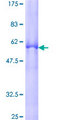 ZNF346 Protein - 12.5% SDS-PAGE of human ZNF346 stained with Coomassie Blue