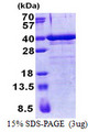 ZNF346 Protein
