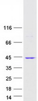 ZNF346 Protein - Purified recombinant protein ZNF346 was analyzed by SDS-PAGE gel and Coomassie Blue Staining