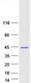 ZNF346 Protein - Purified recombinant protein ZNF346 was analyzed by SDS-PAGE gel and Coomassie Blue Staining