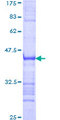 ZNF354A Protein - 12.5% SDS-PAGE Stained with Coomassie Blue.