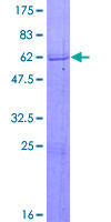 ZNF365 Protein - 12.5% SDS-PAGE of human ZNF365 stained with Coomassie Blue