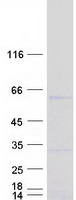 ZNF385B / ZNF533 Protein - Purified recombinant protein ZNF385B was analyzed by SDS-PAGE gel and Coomassie Blue Staining