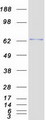 ZNF394 Protein - Purified recombinant protein ZNF394 was analyzed by SDS-PAGE gel and Coomassie Blue Staining