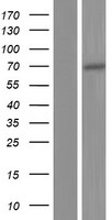 ZNF397 Protein - Western validation with an anti-DDK antibody * L: Control HEK293 lysate R: Over-expression lysate
