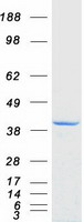 ZNF397 Protein - Purified recombinant protein ZNF397 was analyzed by SDS-PAGE gel and Coomassie Blue Staining