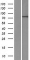 ZNF420 Protein - Western validation with an anti-DDK antibody * L: Control HEK293 lysate R: Over-expression lysate
