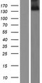 ZNF423 / OAZ Protein - Western validation with an anti-DDK antibody * L: Control HEK293 lysate R: Over-expression lysate
