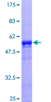 ZNF434 Protein - 12.5% SDS-PAGE of human ZNF434 stained with Coomassie Blue