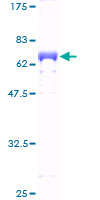 ZNF435 / ZSCAN16 Protein - 12.5% SDS-PAGE of human ZNF435 stained with Coomassie Blue