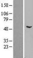ZNF436 Protein - Western validation with an anti-DDK antibody * L: Control HEK293 lysate R: Over-expression lysate