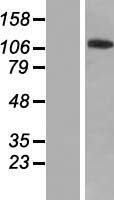 ZNF445 Protein - Western validation with an anti-DDK antibody * L: Control HEK293 lysate R: Over-expression lysate