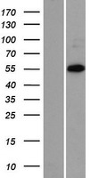 ZNF446 Protein - Western validation with an anti-DDK antibody * L: Control HEK293 lysate R: Over-expression lysate
