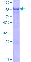 ZNF446 Protein - 12.5% SDS-PAGE of human ZNF446 stained with Coomassie Blue