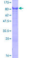 ZNF446 Protein - 12.5% SDS-PAGE of human ZNF446 stained with Coomassie Blue