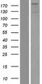 ZNF451 Protein - Western validation with an anti-DDK antibody * L: Control HEK293 lysate R: Over-expression lysate