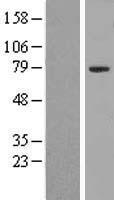ZNF460 Protein - Western validation with an anti-DDK antibody * L: Control HEK293 lysate R: Over-expression lysate