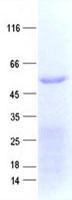 ZNF480 Protein