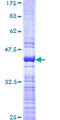 ZNF496 / NZIP1 Protein - 12.5% SDS-PAGE Stained with Coomassie Blue.